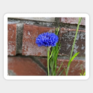 Cornflower and Brick Sticker